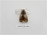 藏品(韋氏迴舟蛾)的圖片